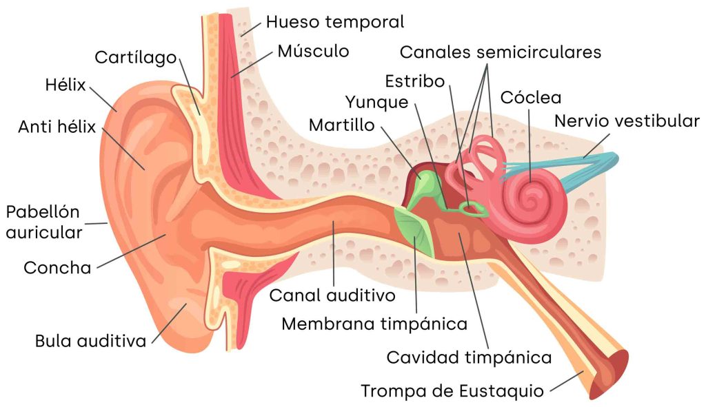 Diagrama anatómico del oído humano mostrando sus estructuras internas y externas, esenciales para la audición y el procesamiento del lenguaje