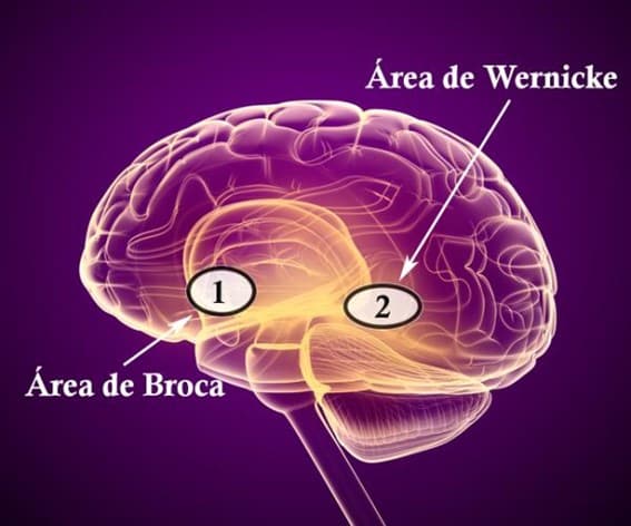 Diagrama del cerebro mostrando las áreas de Broca y Wernicke, regiones cerebrales fundamentales para la producción y comprensión del lenguaje